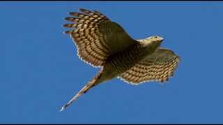 Sparrowhawk Bird Call Bird Song [upl. by Alolomo339]