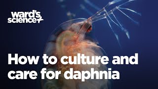 Caring and Culturing for Daphnia [upl. by Yrelle]