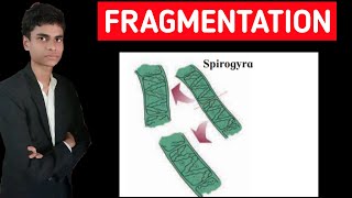 Fragmentation in spirogyra  Full process explained [upl. by Mccreery]