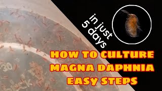 How to Culture Magna Daphnia Easily [upl. by Avera]