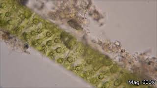 CLASS X BIOLOGY FRAGMENTATION IN SPIROGYRA [upl. by Aicenra561]