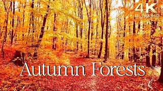 Enchanting Autumn Forests with Beautiful Piano Music  4K Autumn Ambience amp Fall Foliage [upl. by Dotti]