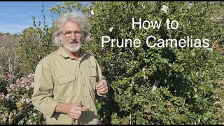 How to Prune Camelias [upl. by Maybelle]