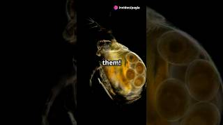 How to culture Daphnia for your Aquarium [upl. by Bartlet920]