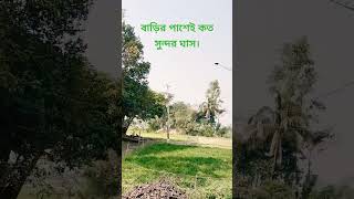 বাড়ির পাশেই কত সুন্দর ঘাস। jamilasundari [upl. by Nilrem]