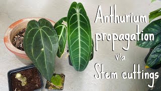 Anthurium propagation Stem cuttings [upl. by Miza]