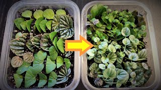 Peperomia Leaf Propagation in Soil [upl. by Shirline992]