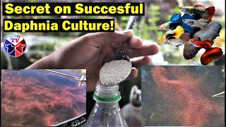 How to Culture Daphnia Successfully [upl. by Burl]