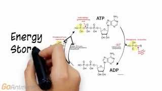 ATP Phosphocreatine System Overview V20 [upl. by Solotsopa102]