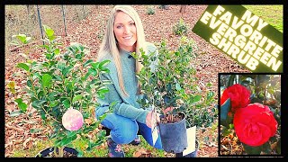 How To Grow Camellias  Camellia Japonica vs Sasanqua [upl. by Chrissie721]