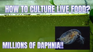 How to Culture Daphnia Secret Method to Breed MILLIONS  Simply Aquatic [upl. by Grounds]