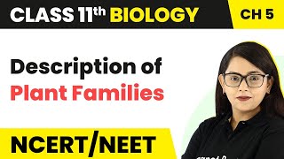 Description of Plant Families  Morphology of Flowering Plants  Class 11 Biology [upl. by Sdlonyer]