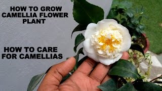 How to Grow Camellia Flower Plant Care and Tips [upl. by Nile]