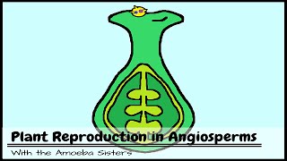 Anatomy and Morphology of Angiosperms [upl. by Mcwilliams]