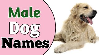 Top 30 Best MALE Dog Names Ideas 2021  Unique amp Cute Boy Dog Names  NamoLozy [upl. by Zetes]