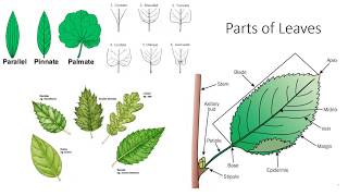 Plant Anatomy and Morphology [upl. by Rondon]