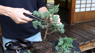 How to create a Bonsai tree DIY [upl. by Aehr]