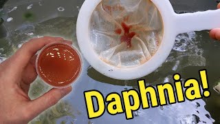 How I Culture Daphnia In Outdoor Tubs [upl. by Ahsineb]