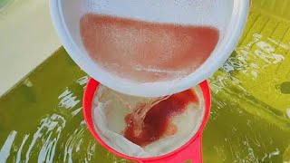 How to culture daphnia  Daphnia culture  How to grow daphnia outdoor [upl. by Hau]