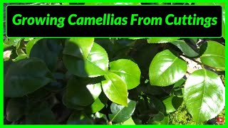 How to Grow  Propagate Camellias from Cuttings [upl. by Chessy]