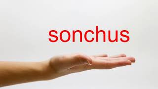 How to Pronounce sonchus  American English [upl. by Aiasi]