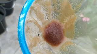 How to culture daphnia moina in a small container Part 1 English Subtitle [upl. by Body]