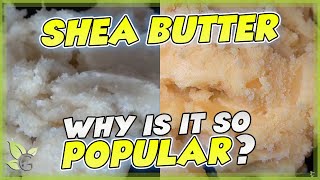 SHEA BUTTER how to identify the REAL from the FAKE [upl. by Nnaeinahpets]