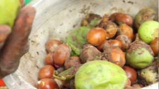 Shea Butter Processing  Peace Corps Ghana [upl. by Eiuol]