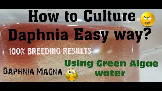 Daphnia MagnaHow to Culture Daphnia Easy wayCulturing Daphnia using Green water Daphnia [upl. by Ennayllek]