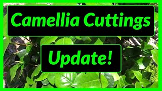 How to Grow  Propagate Camellias from Cuttings  Update [upl. by Dahij]