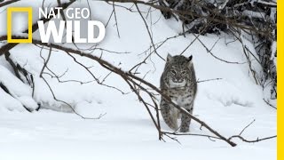 Bobcat Prey  Wild Mississippi [upl. by Adnirak32]