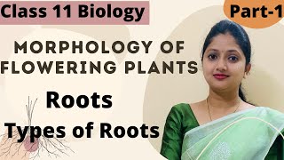 Morphology Of Flowering Plants  Roots Class 11 Biology  Part1 [upl. by Ainnat403]