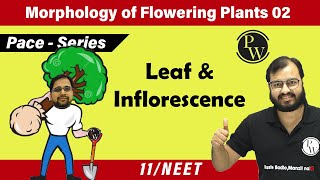 Morphology of Flowering Plants 02  Leaf amp Inflorescence  Class 11  Pace Series  NEET [upl. by Eniarral]