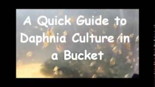 How to culture daphnia outside [upl. by Rose]