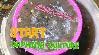 How to culture daphnia moina the easy way 1  Starting the Daphnia culture [upl. by Eilujna]