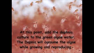 Daphnia  How to grow daphnia in your home [upl. by Madaras333]