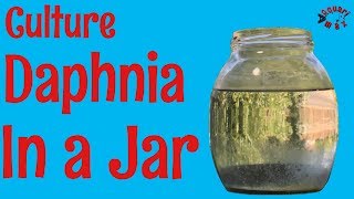 How to Culture Daphnia in a Jar [upl. by Maxa439]