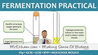 Biotechnology  Fermentation Practical  GCSE Biology 91 [upl. by Filippa252]