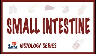 Small Intestine Histology [upl. by Akinas]