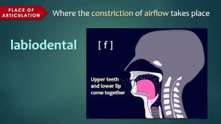 Introduction to Articulatory Phonetics Consonants [upl. by Perpetua]