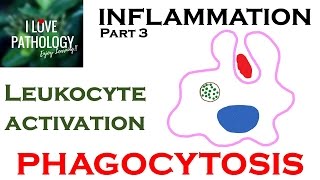 INFLAMMATION Part 3 Leukocyte Activation  PHAGOCYTOSIS [upl. by Aimat]