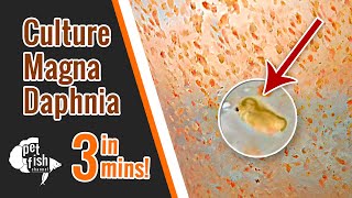 How to culture DAPHNIA MAGNA  The easy way [upl. by Nudnarb]