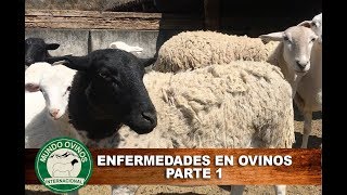 Enfermedades en ovinos parte 1 [upl. by Riane]