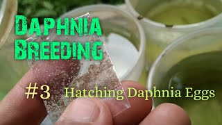 Daphnia Culture made simple and easy 3  Hatching Daphnia eggs [upl. by Elleirbag272]