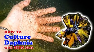 How to Culture Daphnia with ZERO Cost  Unlimited Live Food For Our Fish [upl. by Egreog]