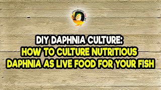 DIY Daphnia Culture How to Culture Nutritious Daphnia as Live Food for Your Fish [upl. by Normi]