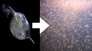 How I Culture Daphnia [upl. by Unhsiv]