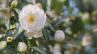 How to Grow Camellias  Mitre 10 Easy As Garden [upl. by Atinehc]