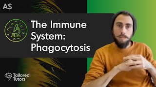 The Immune System Phagocytosis  A Level Biology Revision  AQA [upl. by Virgel]