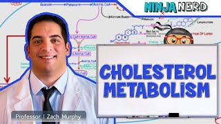 Metabolism  Cholesterol Metabolism [upl. by Orofselet]